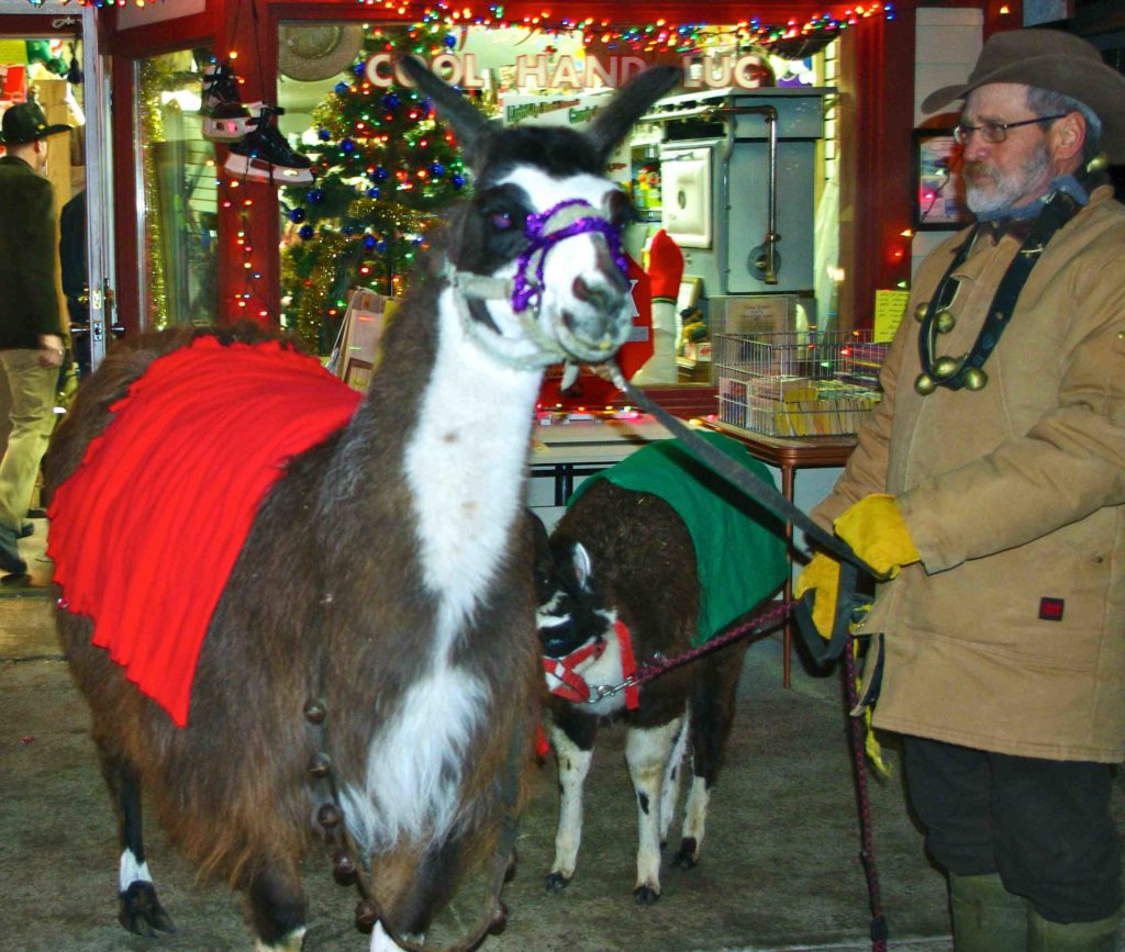 lama holiday llamas