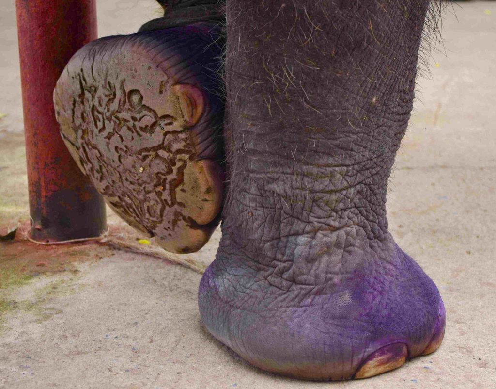 Could the best way to tour Ayutthaya, Thailand be by elephant? 