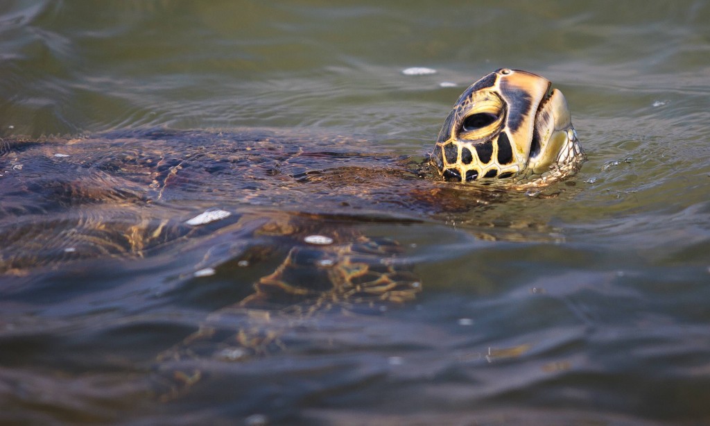 (Credit Pierce M Myers)