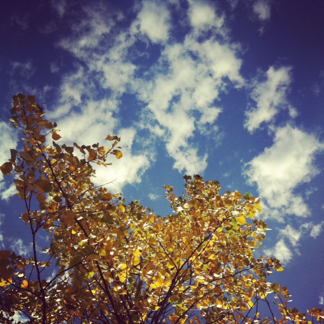 Yellow tree leaves against blue sky 