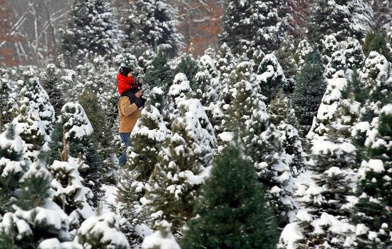 Father and son picking out a Christmas tree
