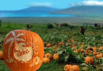 Pumpkin field Hawaii