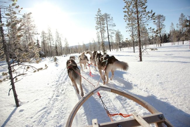 team of huskies leading sleigh