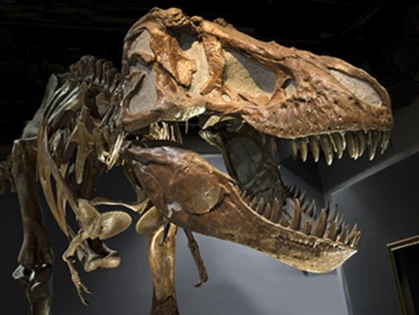 T Rex skeleton