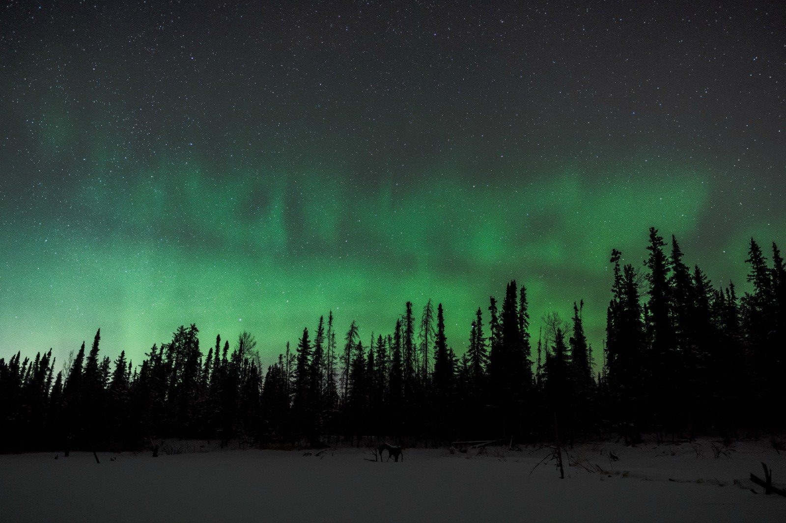northern lights fort mcmurray