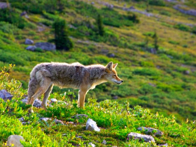 coyote in meadow