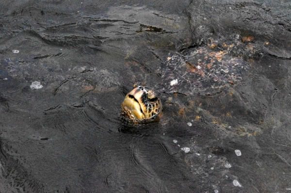 sea turtles maui