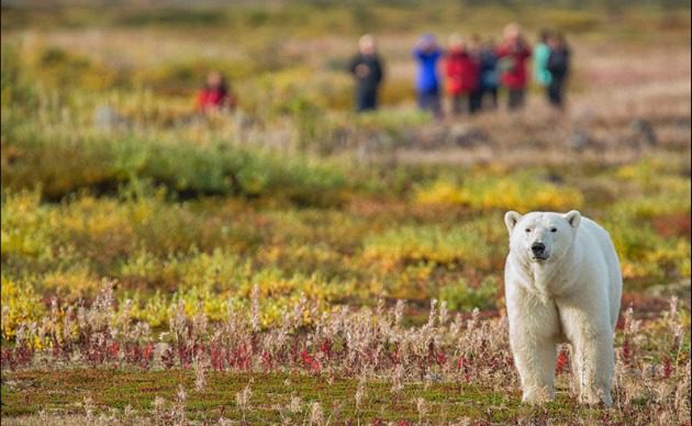 Rush of a lifetime: Arctic Safari in Churchill, Manitoba