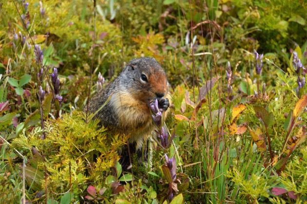 Columbia Ground Squirrel
