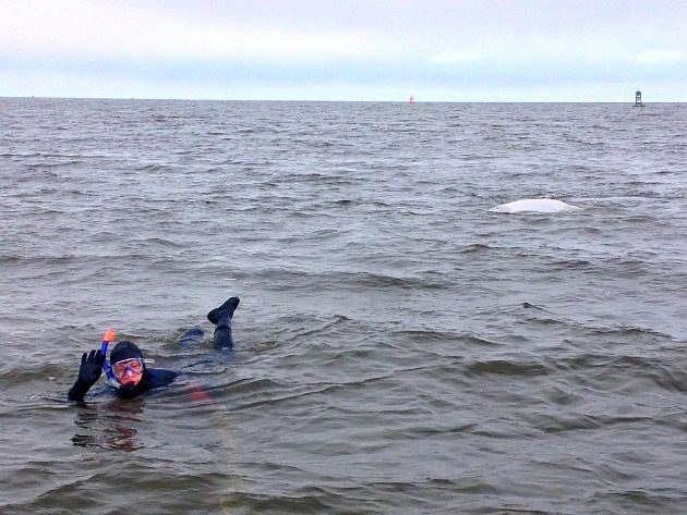 snorkelling with beluga whales