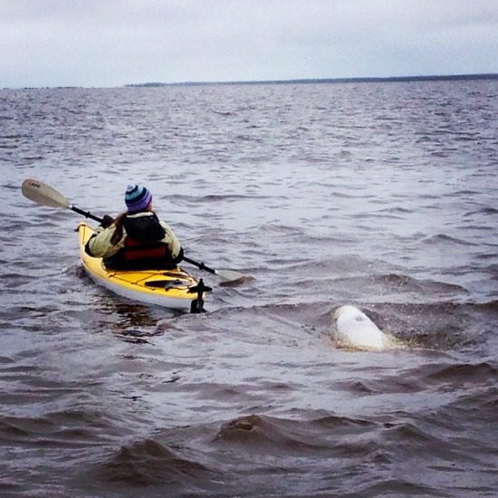 beluga whale chasing kayaker