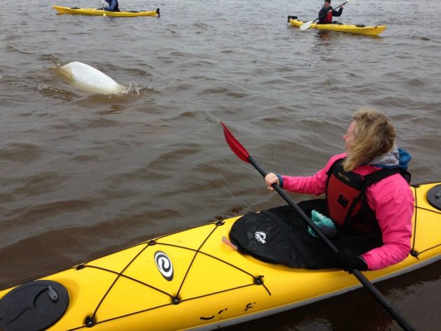 beluga encounter churchill manitoba