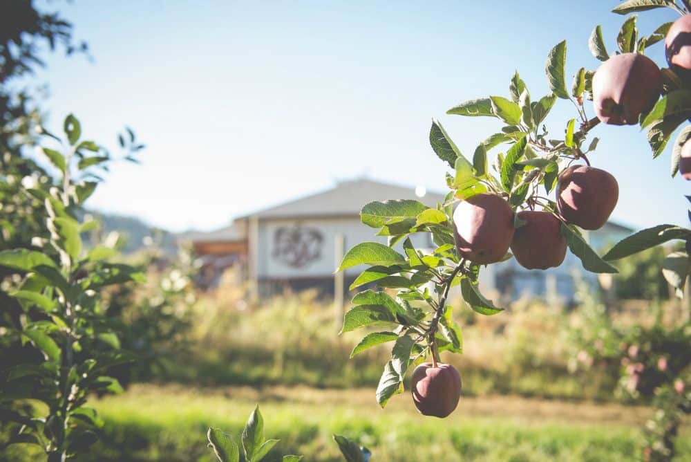 Your Calgary guide to the August Long Weekend