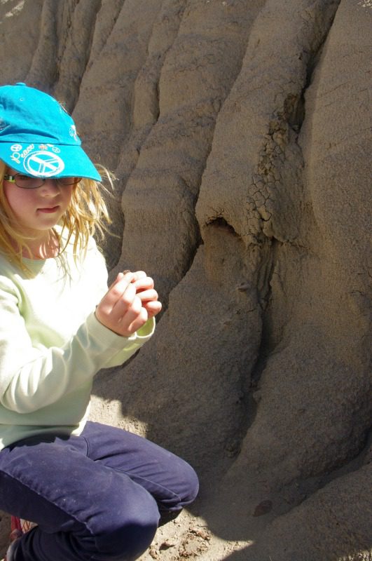 kid finds dinosaur tooth