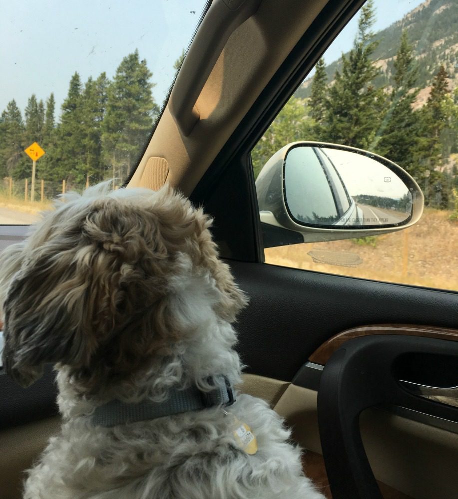 dog co pilot