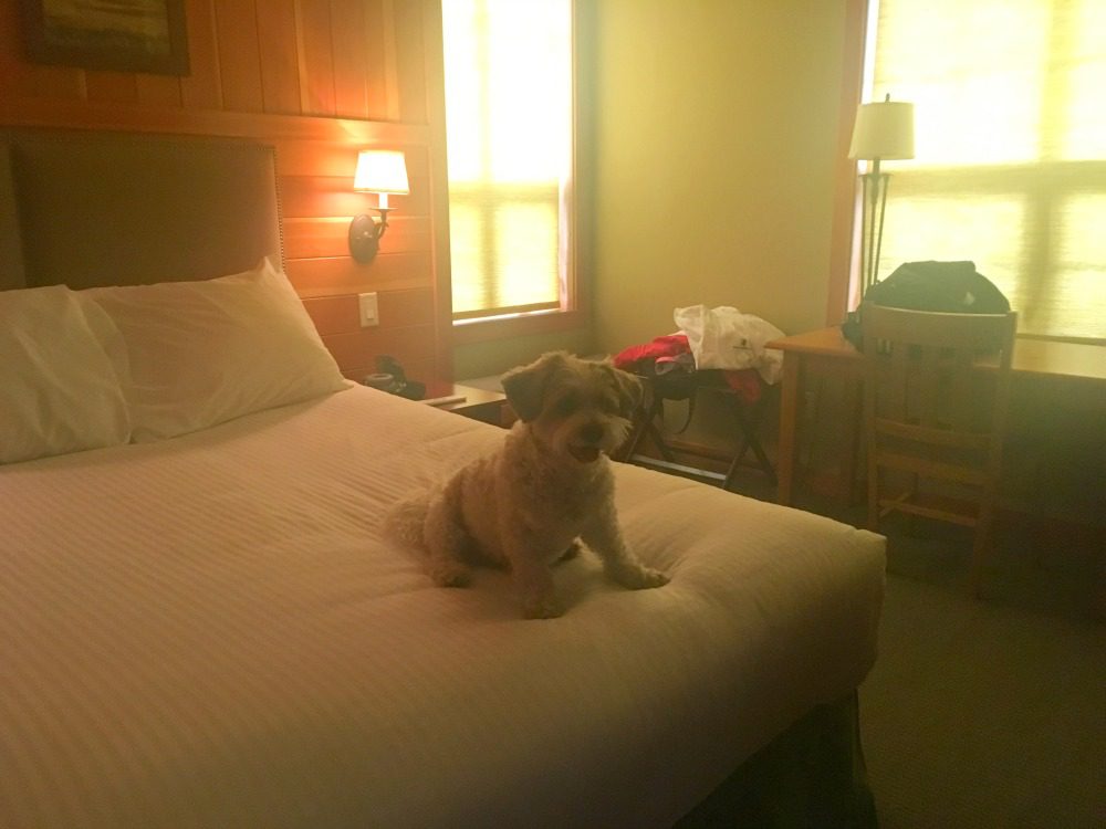 dog in hotel room