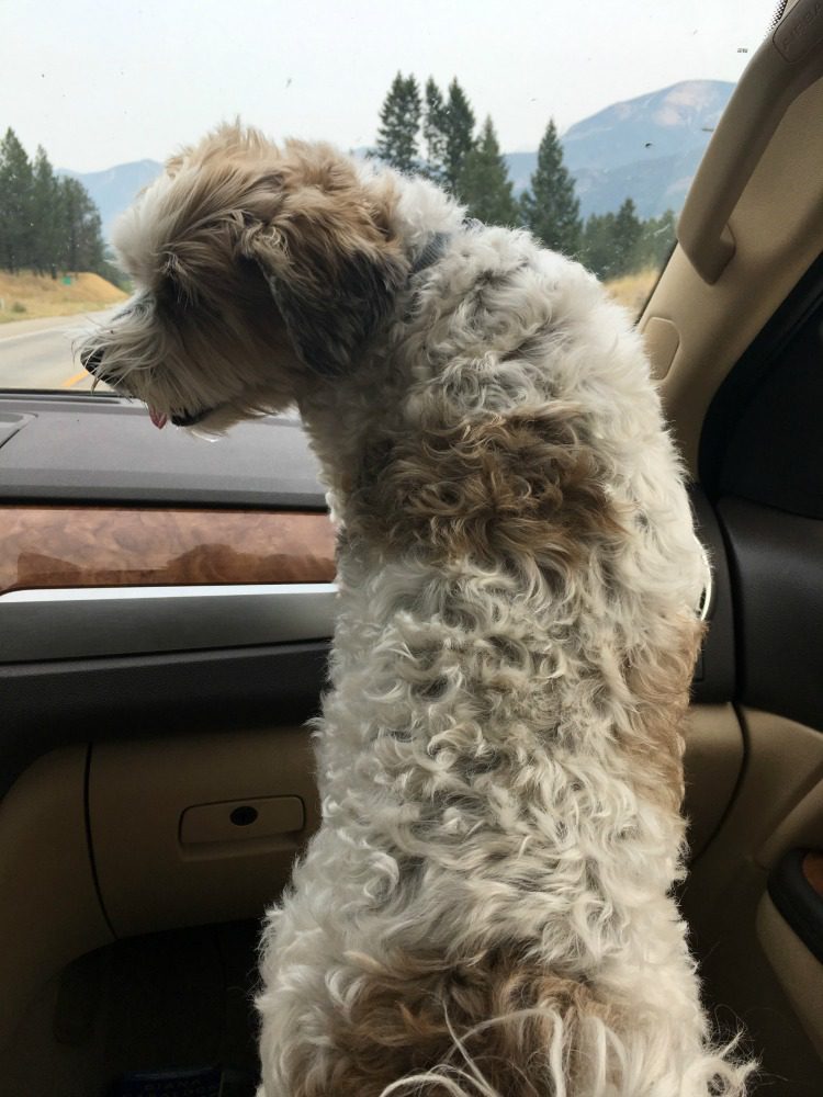 dog standing in car