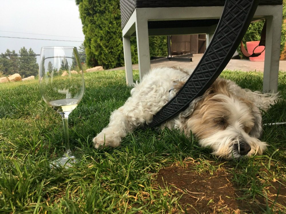 dog at winery