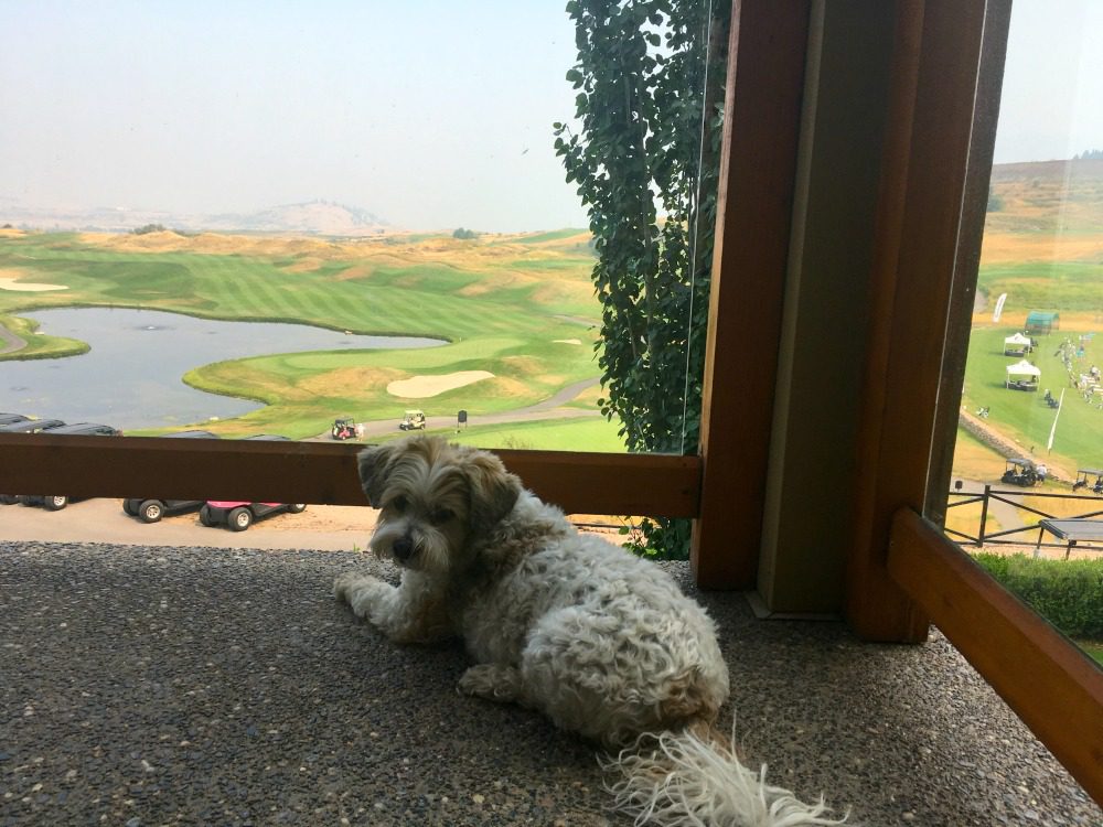 dog on patio at golf course