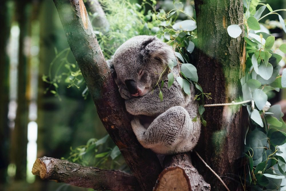koala bear asleep in a tree