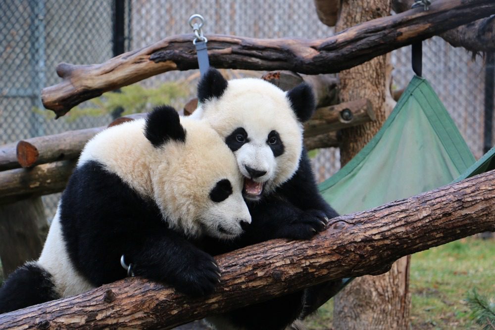 Chinese zoo pandas