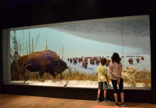 Ottawa children's museum of nature