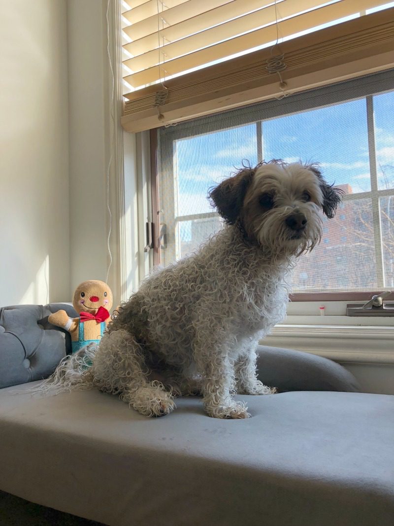 dog on chaise lounge