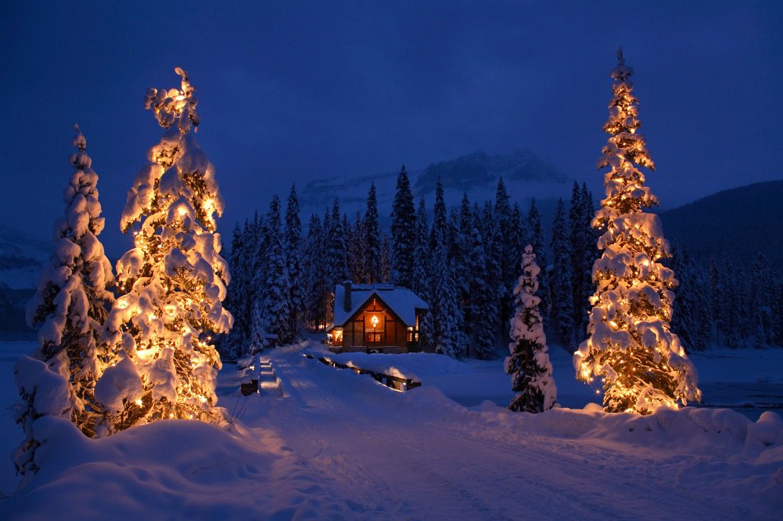Christmas trees rockies