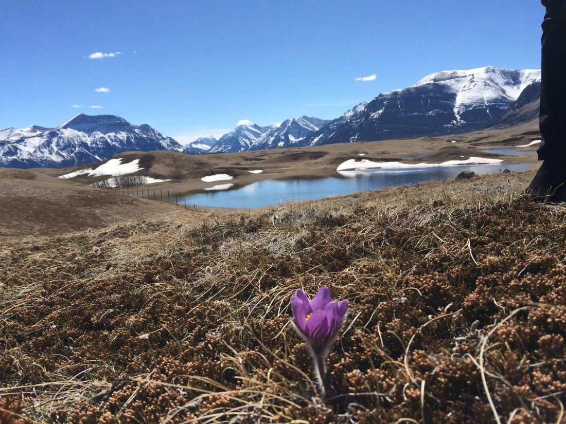 spring in Waterton Lakes National Park
