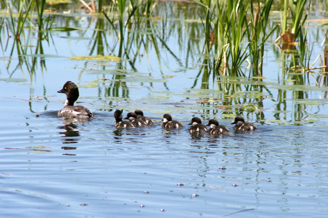 Calgary wetlands