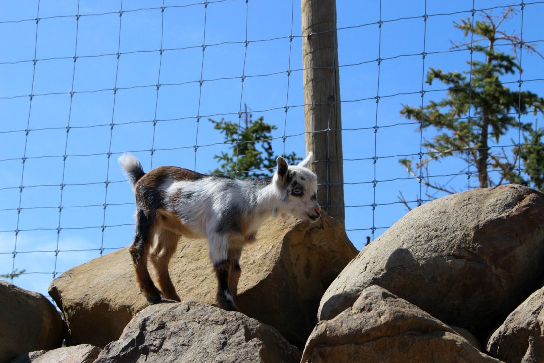 goat at petting zoo