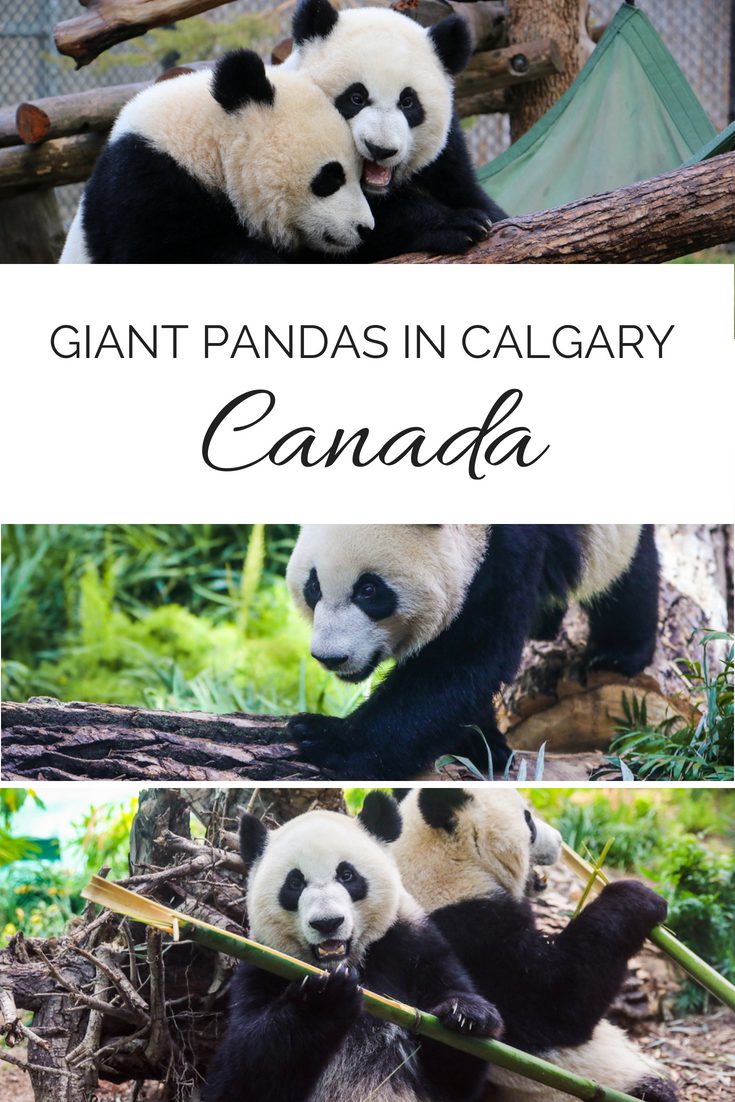 giant pandas Calgary zoo canada