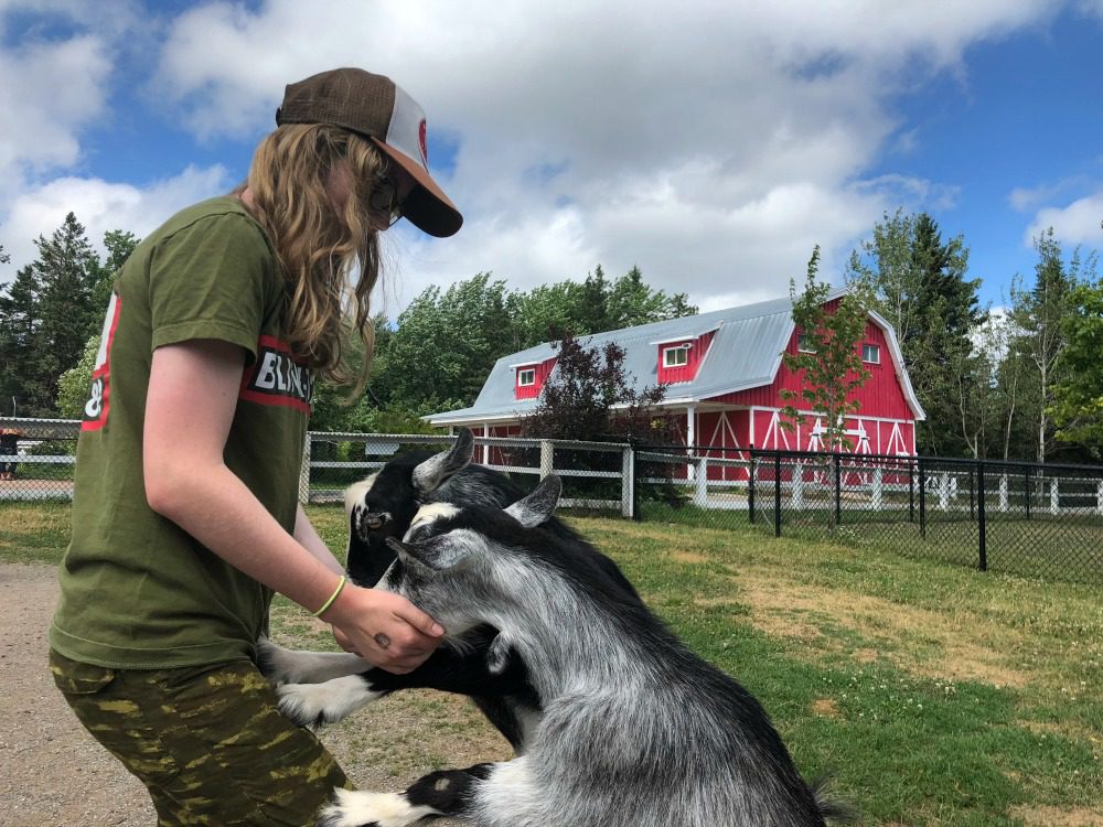things to do at magnetic hill zoo moncton