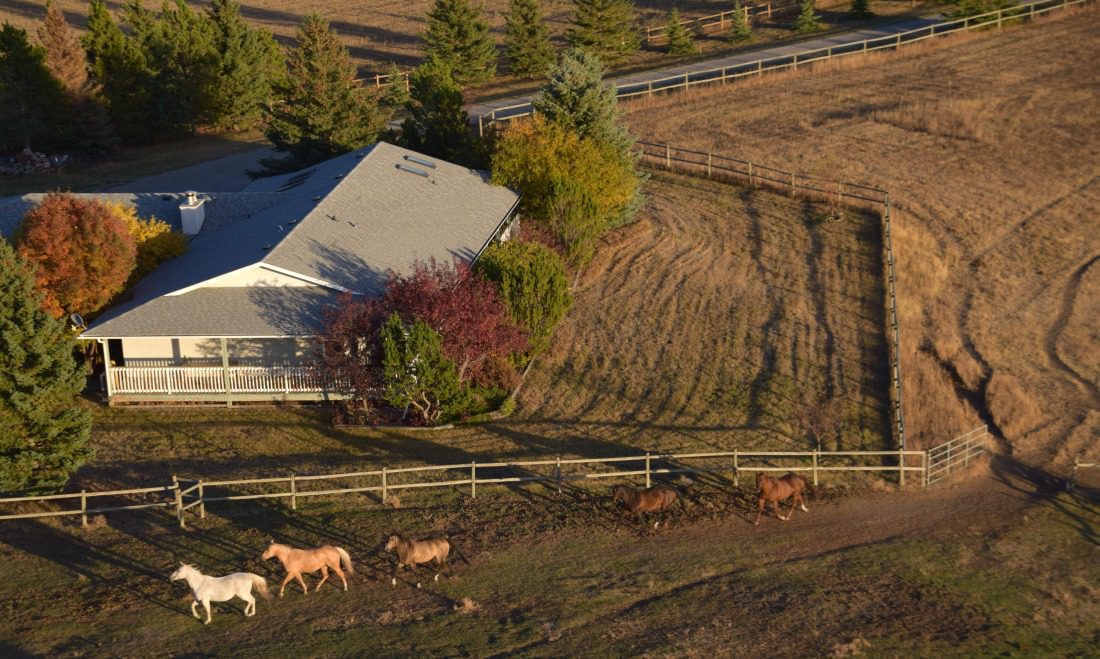 horses running in a field aerial veiw