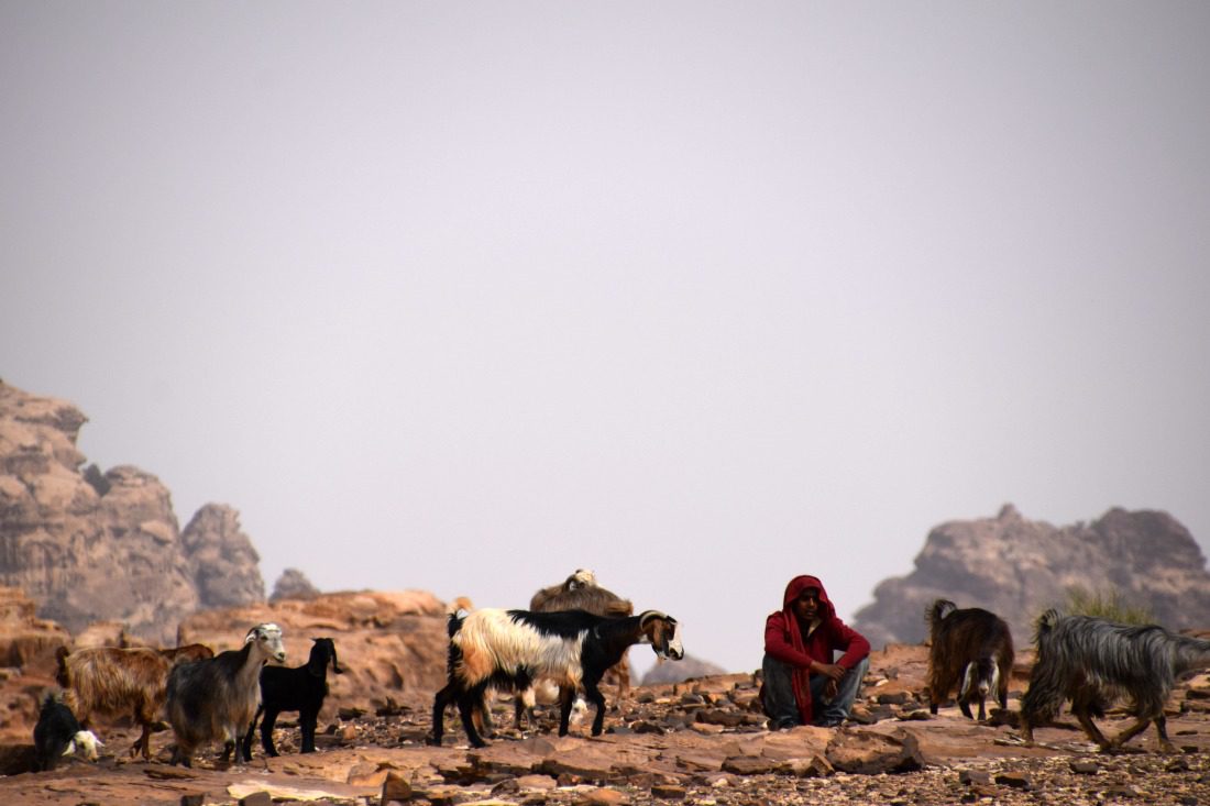 bedouin shepherd petra jordan
