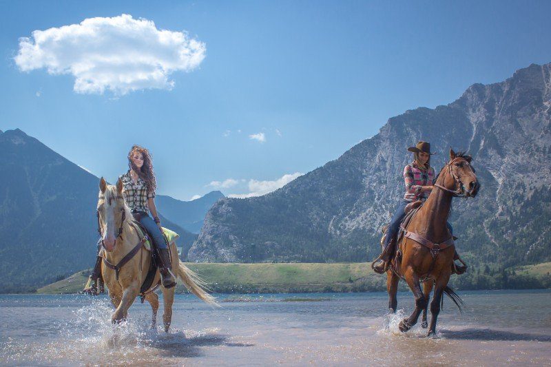 waterton horses