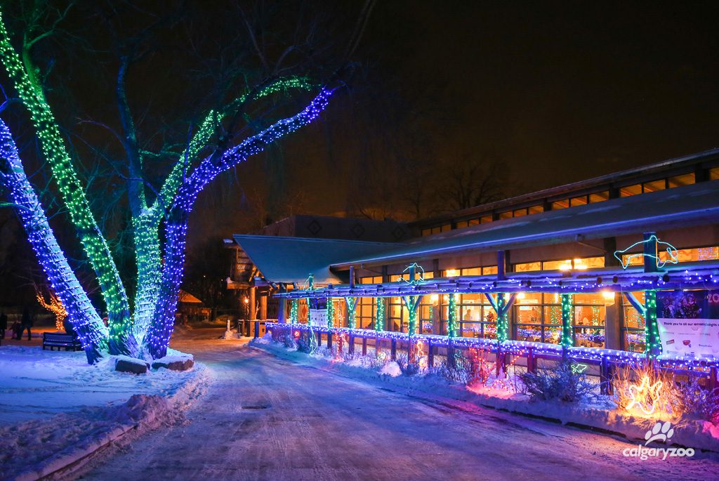 Calgary zoo zoolights