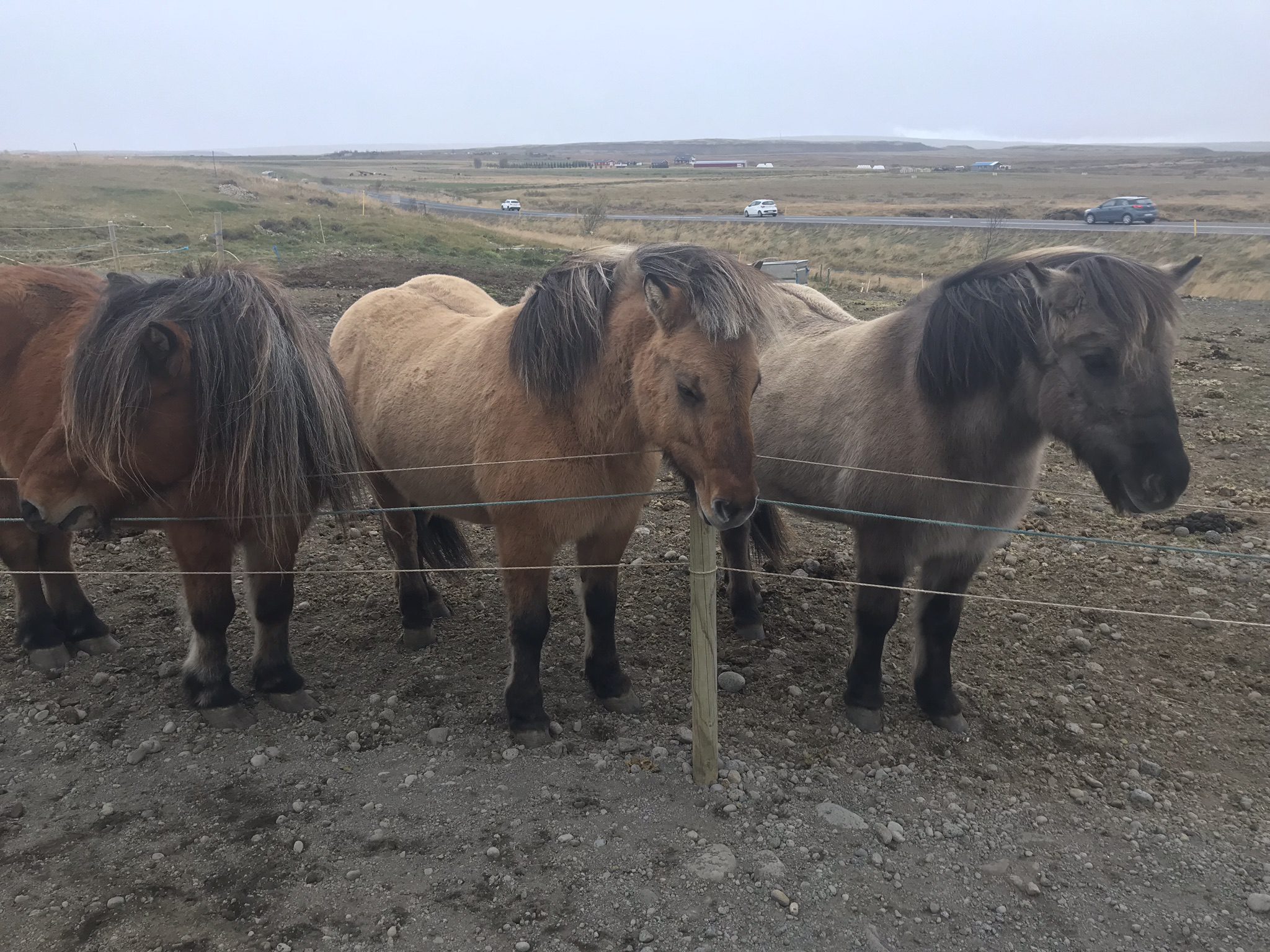 icelandic ponies