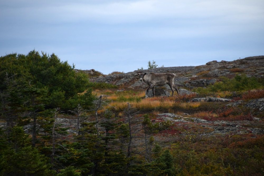 newfoundland_moose
