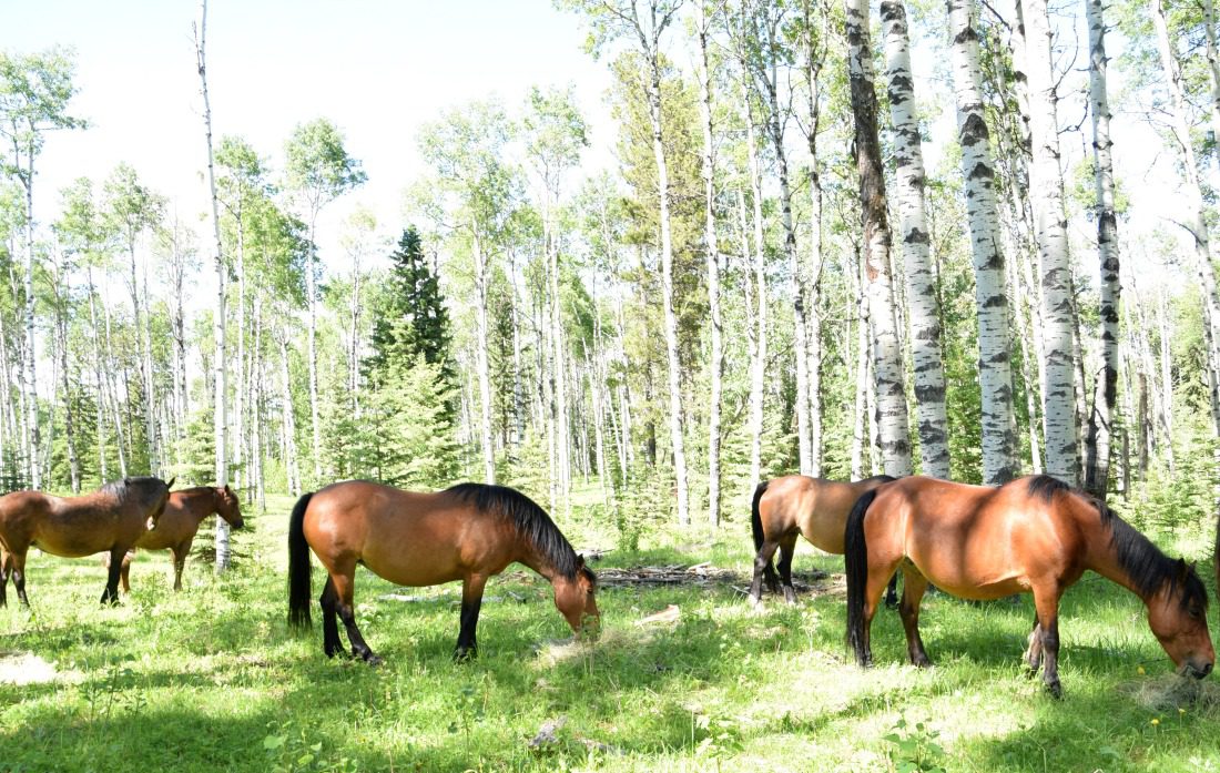 wild horses alberta
