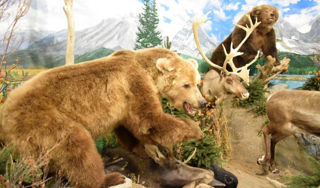 things to do in sundre