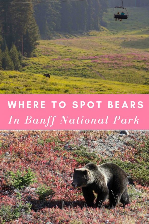 grizzly_bear_lake_louise