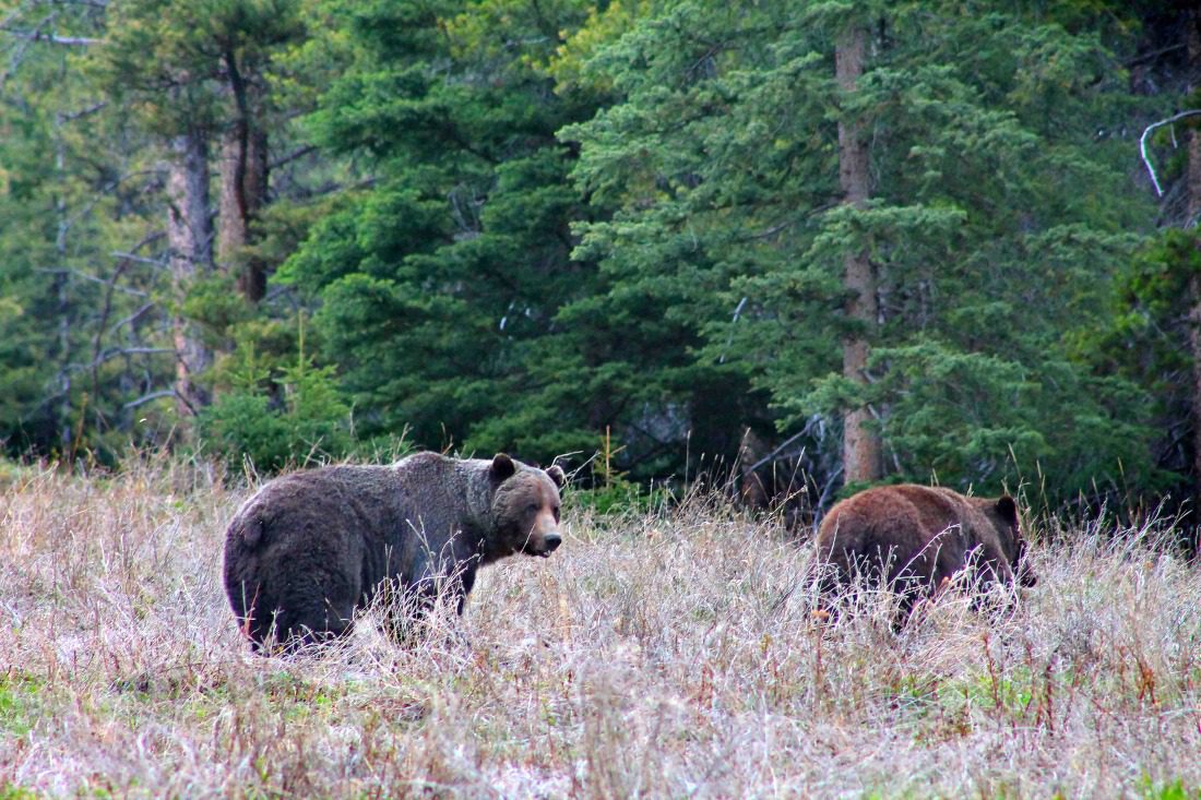 lake louise grizzly bears