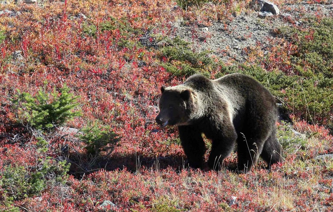 grizzly bear from lake louise gondola