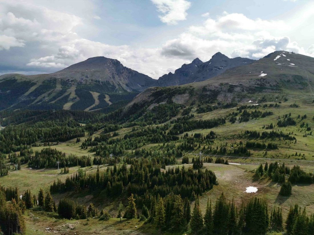 sunshine meadows summer