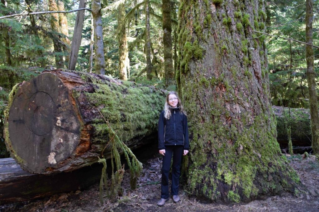 old growth forest canada