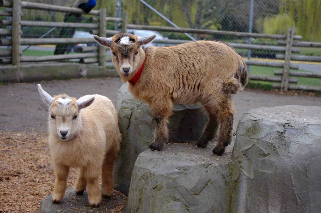 kid goats