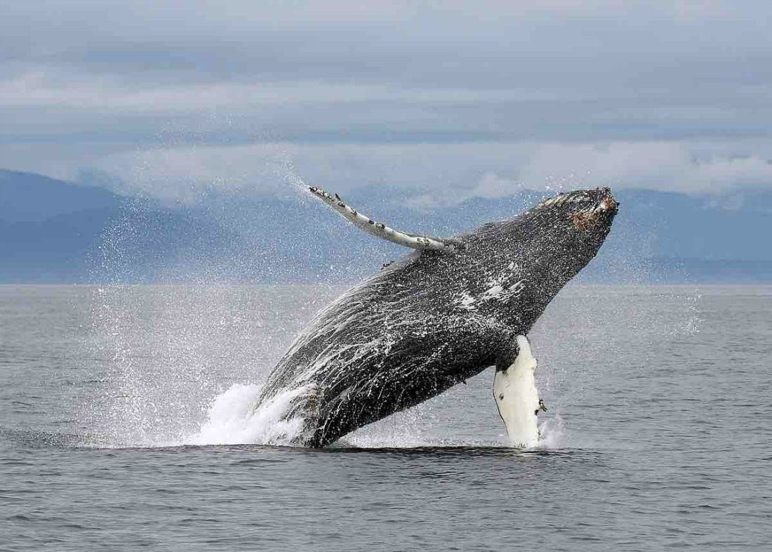 humpback whale breach