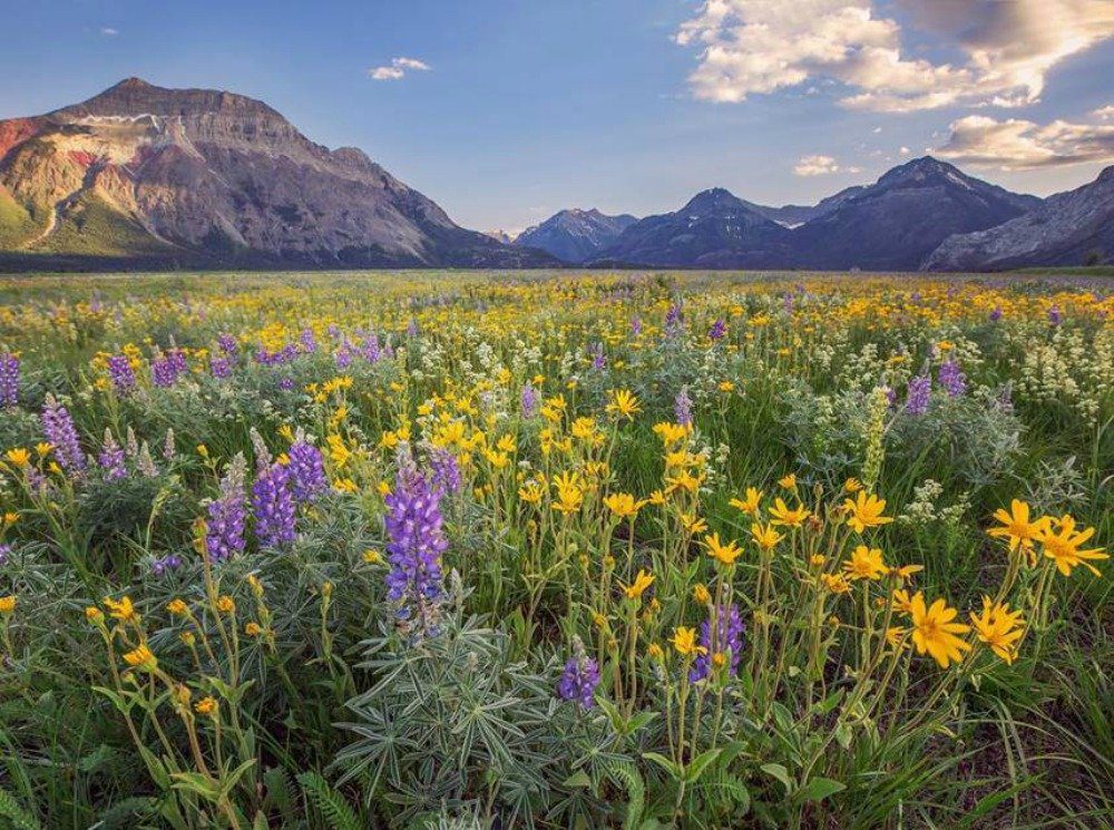 What to do in Waterton
