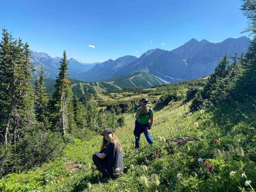 kananaskis wildflowers